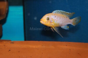 Metriaclima fainzilbergi 'Puulu'